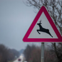 Liability for Injuries in a Deer-Vehicle...